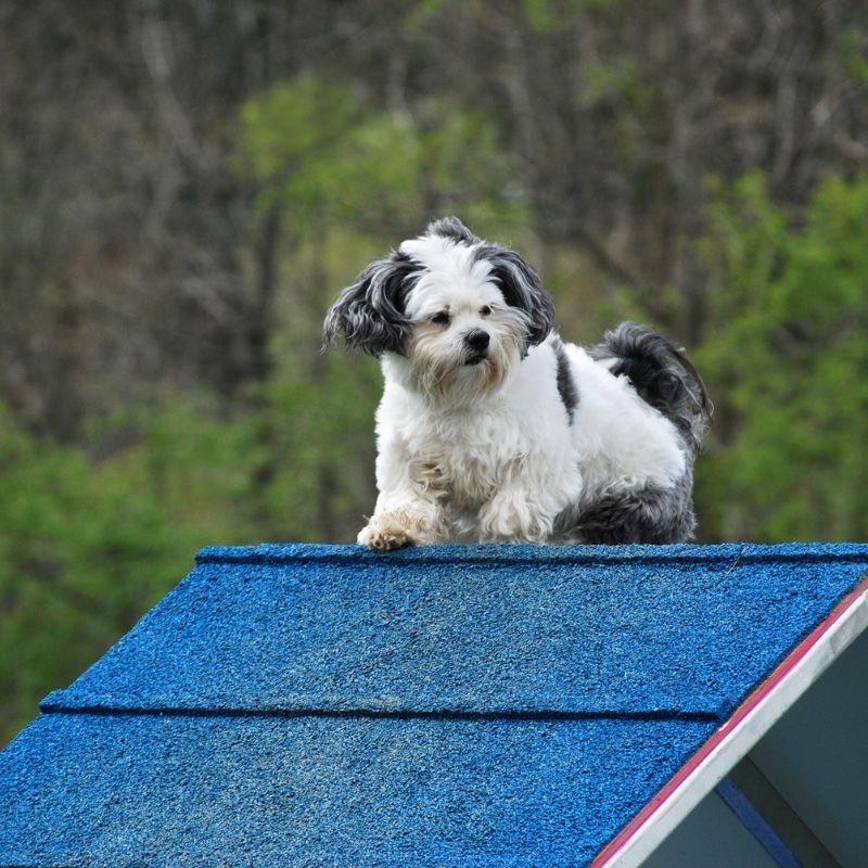 Shih Tzu - Steckbrief und Pflege - WaldiBello