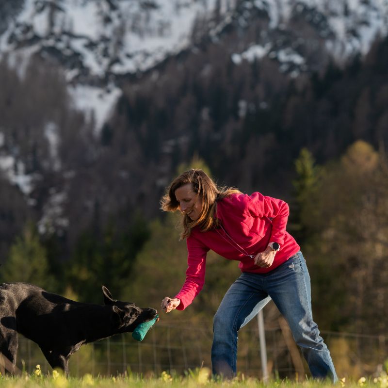 Spielen mit dem Hund - WaldiBello