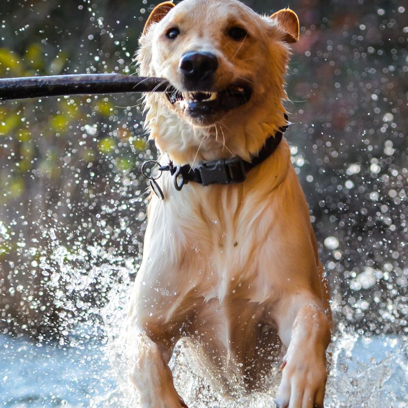 Spielen mit dem Hund - WaldiBello