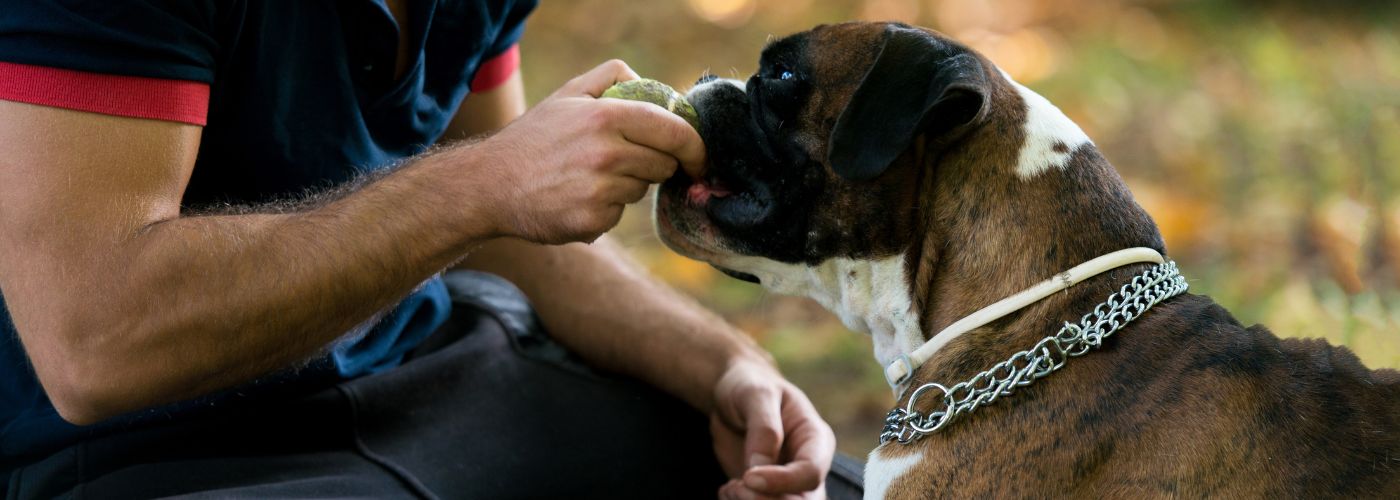 Spielen mit dem Hund - WaldiBello