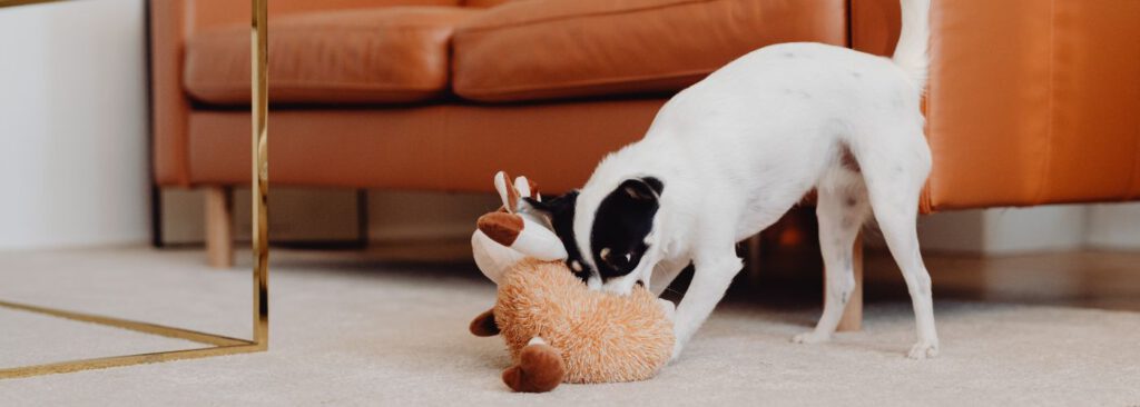 Spielen mit dem Hund - WaldiBello