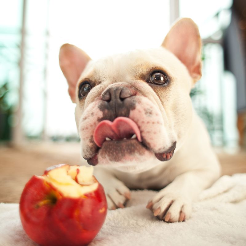 Welche Lebensmittel können Hunde essen - Äpfel - WaldiBello