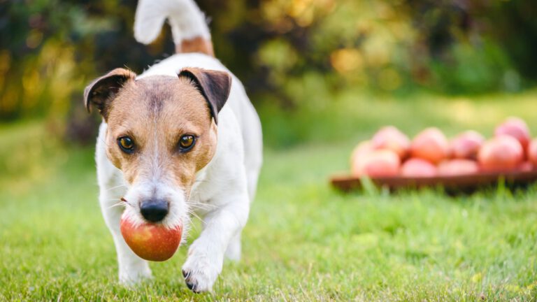 Welche Lebensmittel können Hunde essen - WaldiBello