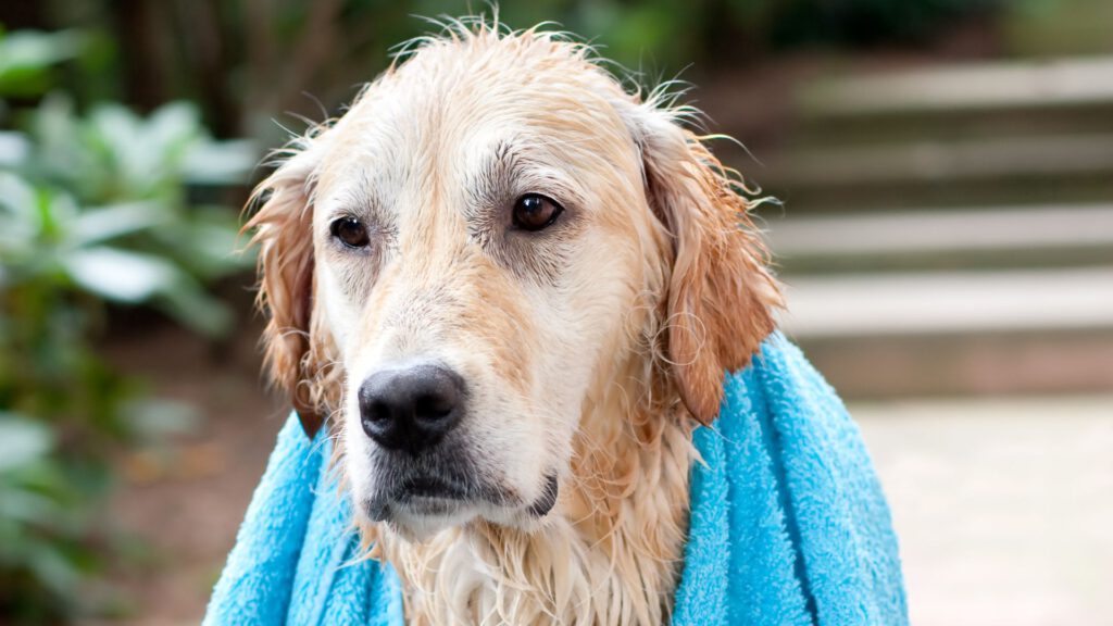 Wie oft sollte ich meinen Hund waschen - WaldiBello - Blog