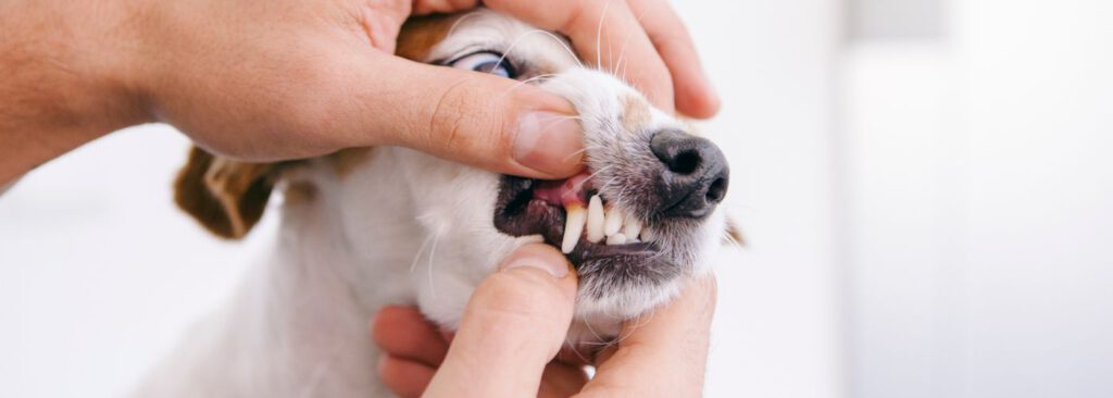 Zahnpflege bei Hunden - WaldiBello