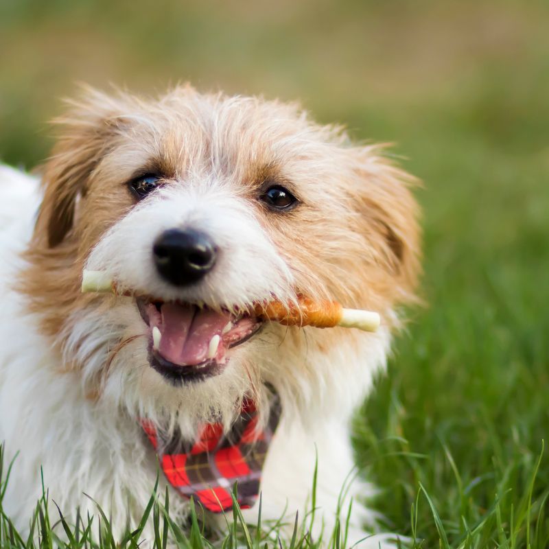 Zahnpflege bei Hunden - WaldiBello