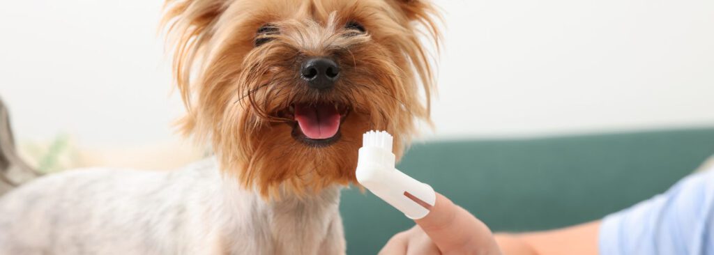 Zahnpflege bei Hunden - WaldiBello