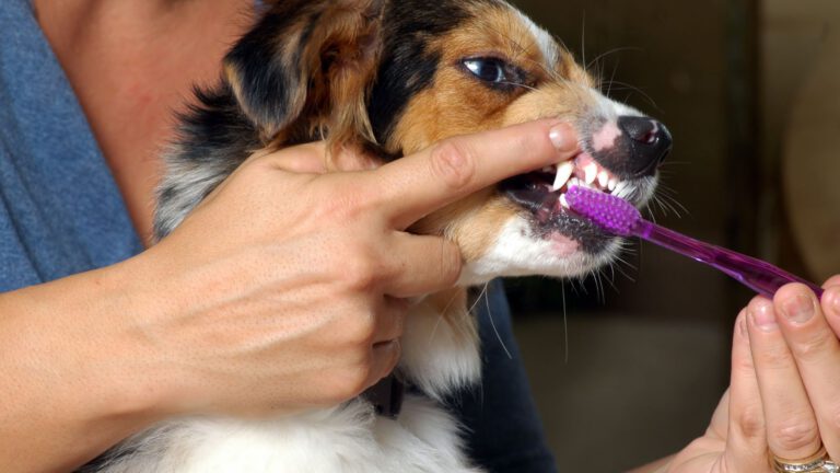 Zahnpflege bei Hunden - WaldiBello