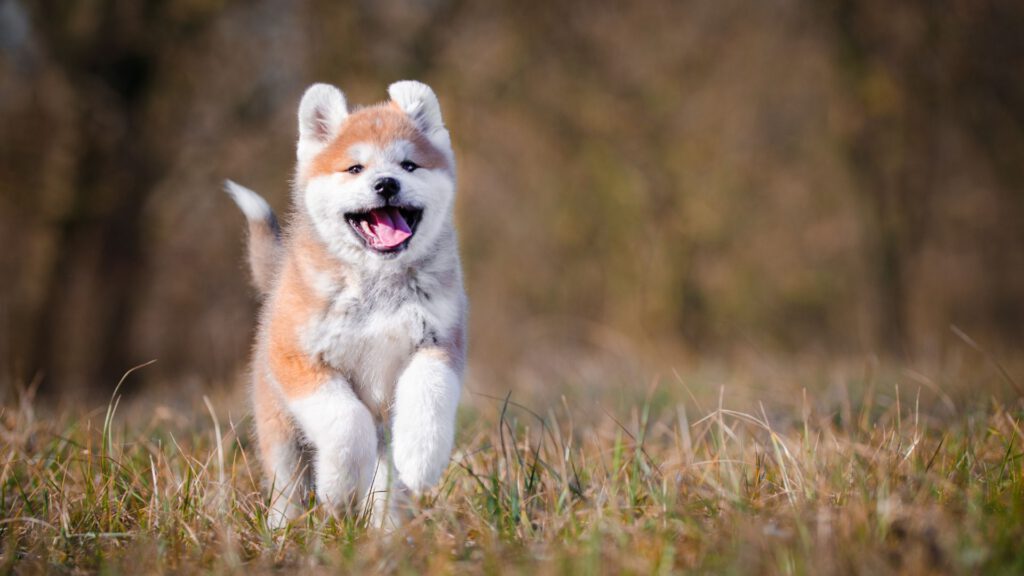 Akita Inu Steckbrief - Pflege - Haltung - WaldiBello - Hunderasse