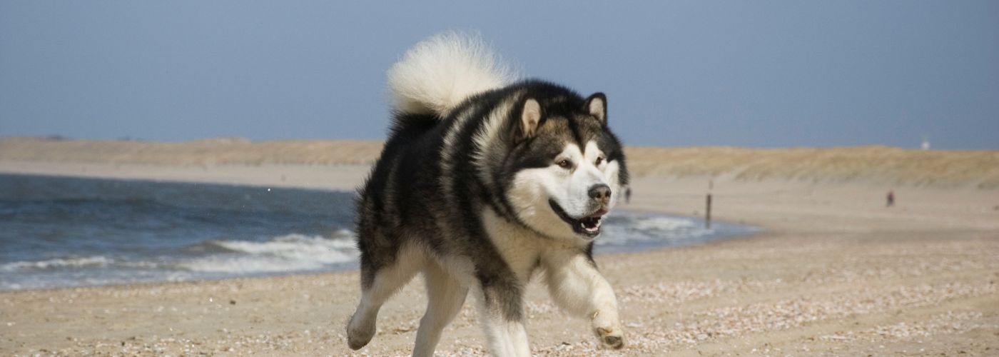 Alaskan Malamute - Steckbrief, Pflege und Herkunft - WaldiBello