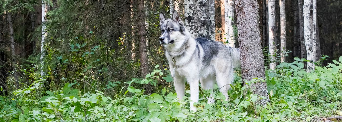 Alaskan Malamute - Steckbrief, Pflege und Herkunft - WaldiBello