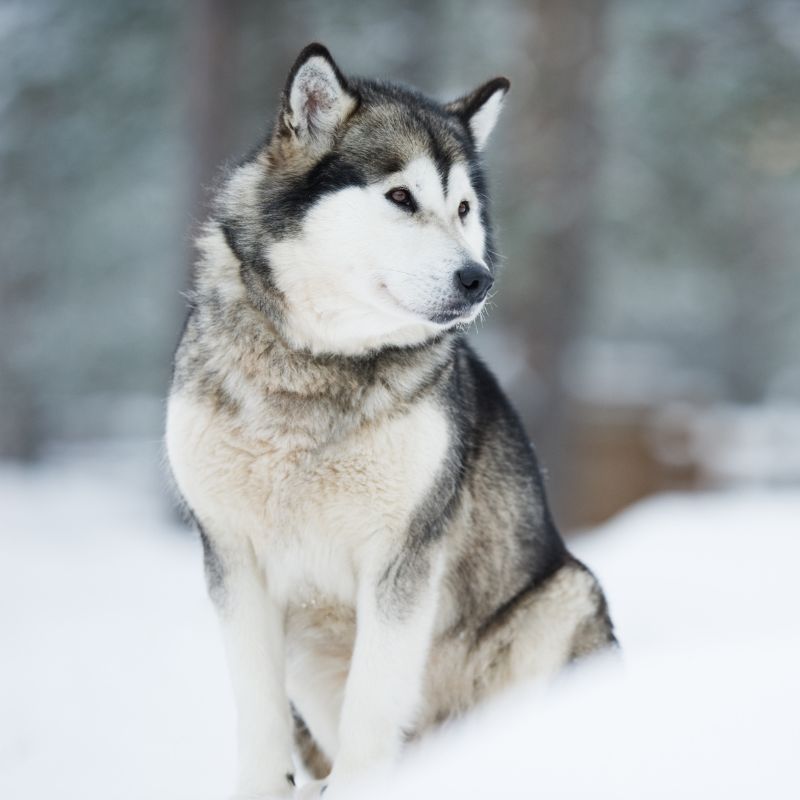 Alaskan Malamute - Steckbrief, Pflege und Herkunft - WaldiBello