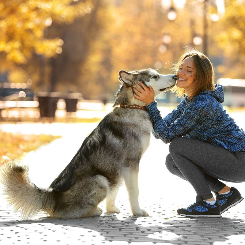 Alaskan Malamute - Steckbrief, Pflege und Herkunft - WaldiBello