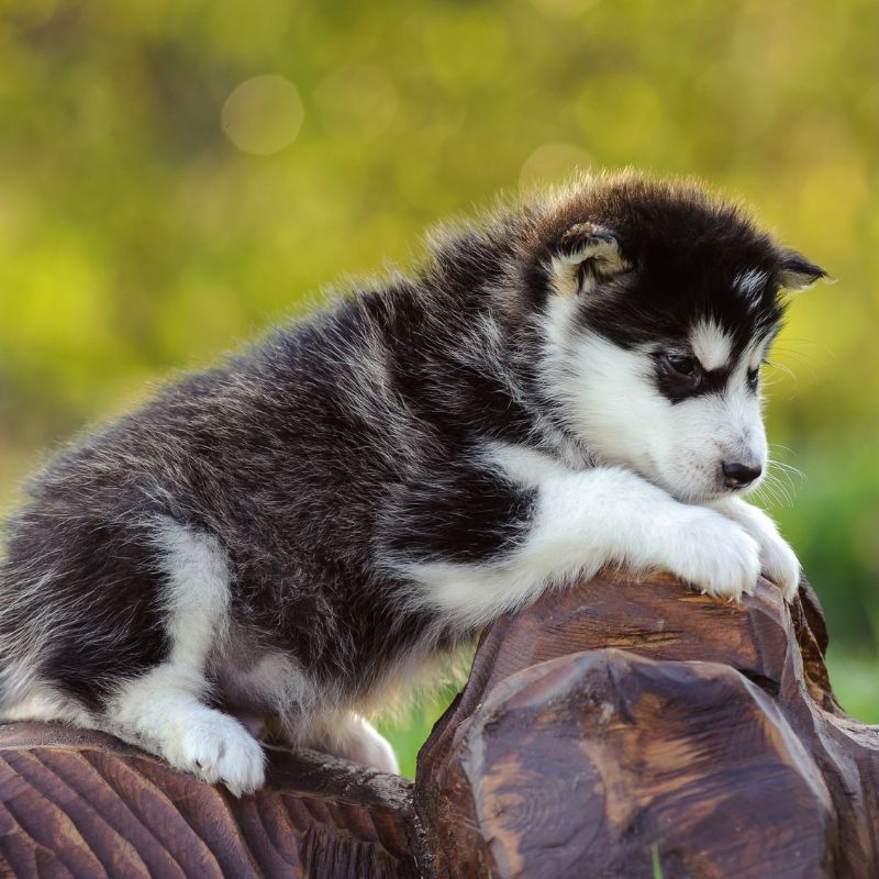 Alaskan Malamute - Steckbrief, Pflege und Herkunft - WaldiBello