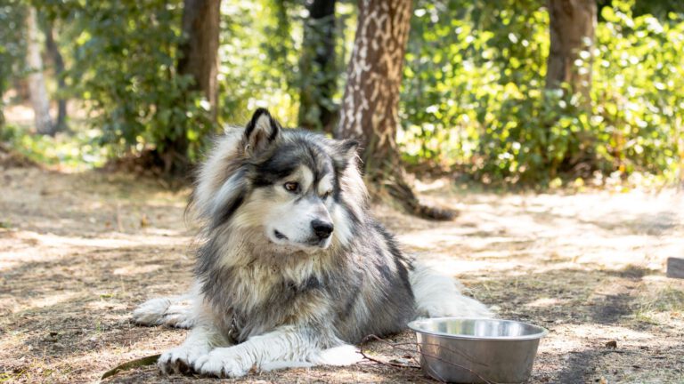 Alaskan Malamute - Steckbrief, Pflege und Herkunft - WaldiBello