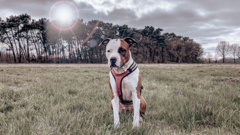 American Staffordshire Terrier - Steckbrief, Pflege und Herkunft - WaldiBello