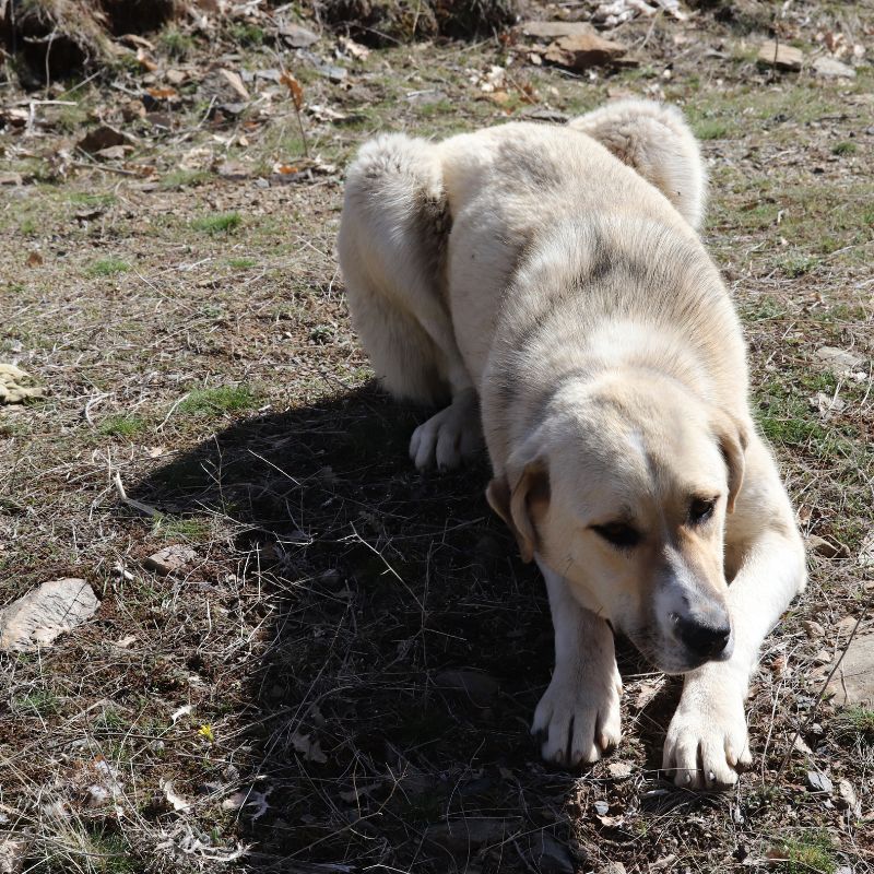 Anatolischer Hirtenhund - Steckbrief, Pflege und Herkunft - WaldiBello