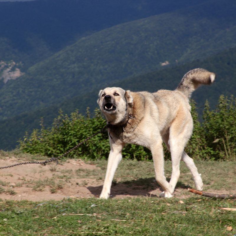 Anatolischer Hirtenhund - Steckbrief, Pflege und Herkunft - WaldiBello