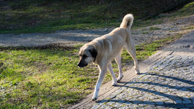 Anatolischer Hirtenhund - Steckbrief, Pflege und Herkunft - WaldiBello