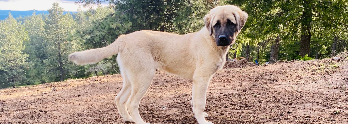 Anatolischer Hirtenhund - Steckbrief, Pflege und Herkunft - WaldiBello