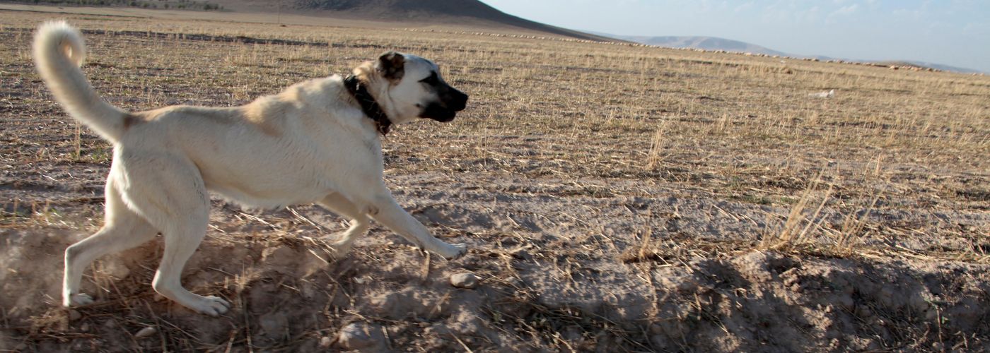 Anatolischer Hirtenhund - Steckbrief, Pflege und Herkunft - WaldiBello