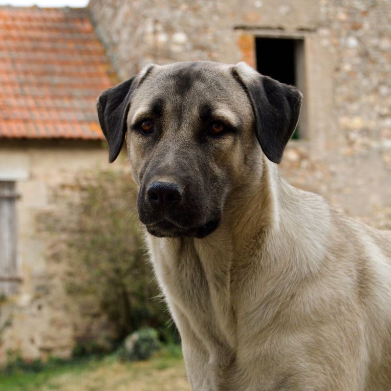 Anatolischer Hirtenhund - Steckbrief, Pflege und Herkunft - WaldiBello