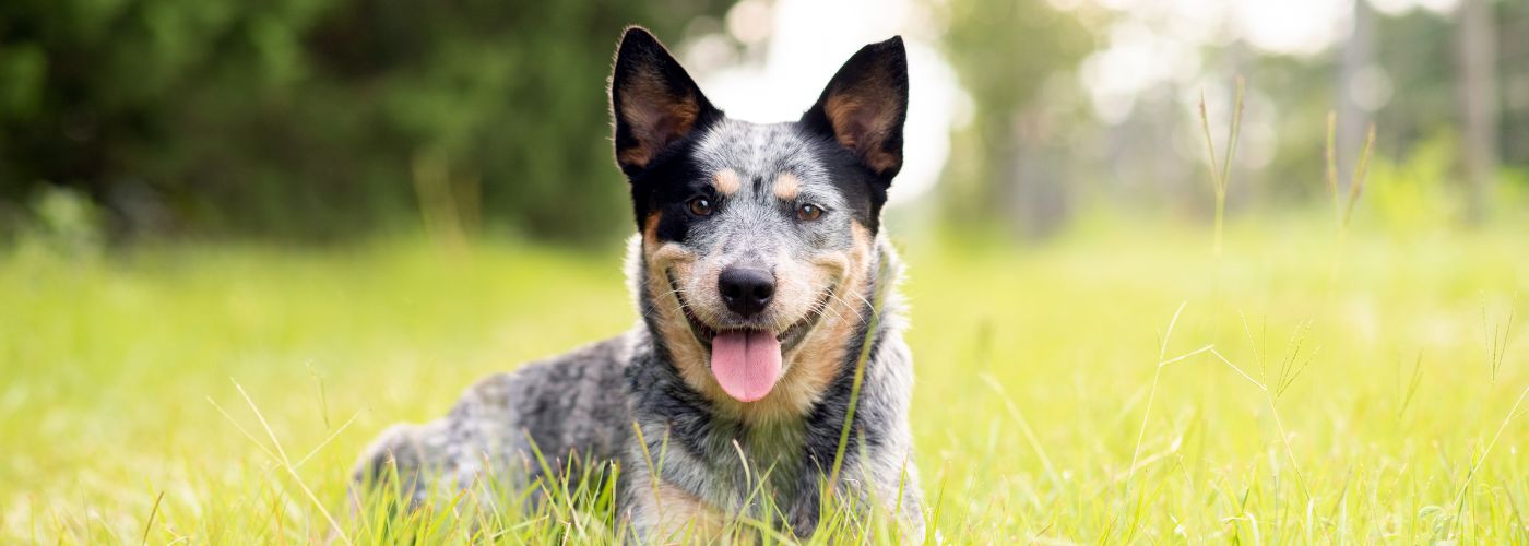 Australian Cattle Dog - Steckbrief, Herkunft und Pflege - WaldiBello