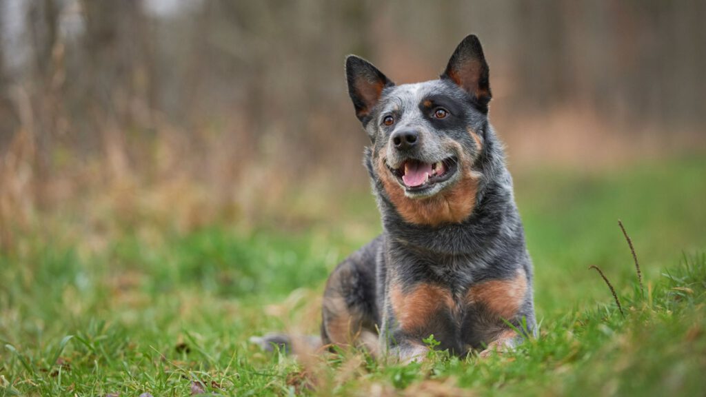 Australian Cattle Dog - Steckbrief, Herkunft und Pflege - WaldiBello