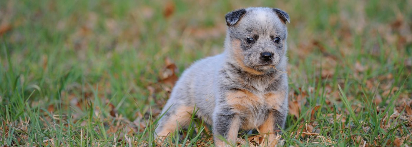 Australian Cattle Dog - Steckbrief, Herkunft und Pflege - WaldiBello