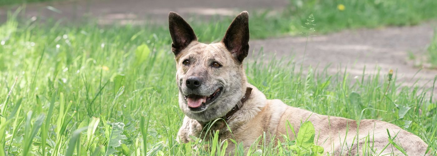 Australian Cattle Dog - Steckbrief, Herkunft und Pflege - WaldiBello