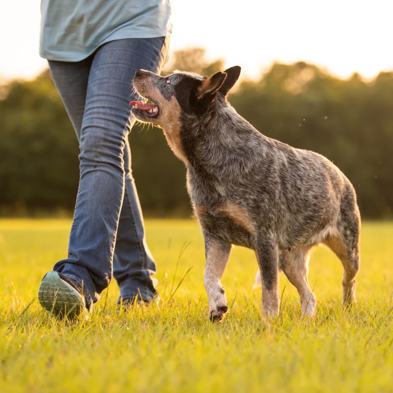 Australian Cattle Dog - Steckbrief, Herkunft und Pflege - WaldiBello