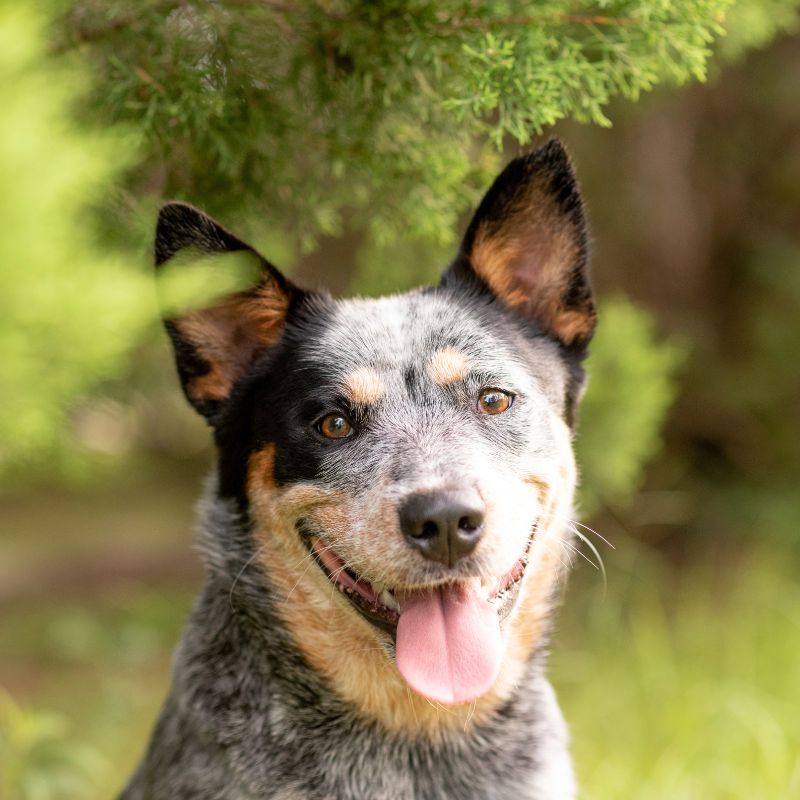 Australian Cattle Dog - Steckbrief, Herkunft und Pflege - WaldiBello