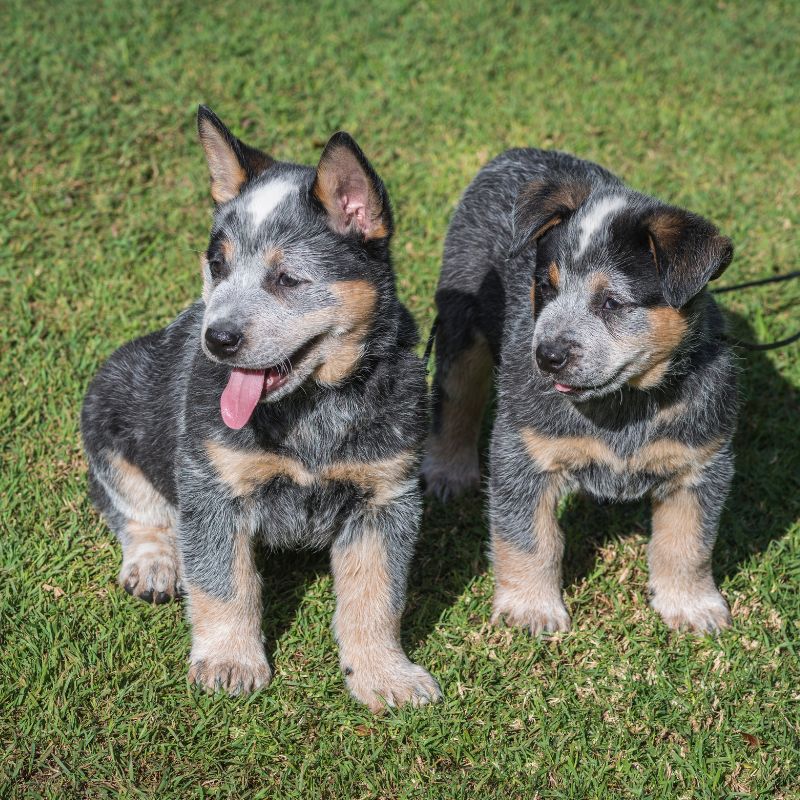 Australian Cattle Dog - Steckbrief, Herkunft und Pflege - WaldiBello