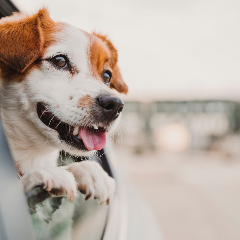 Autofahren mit dem Hund - Tipps und Checkliste - WaldiBello