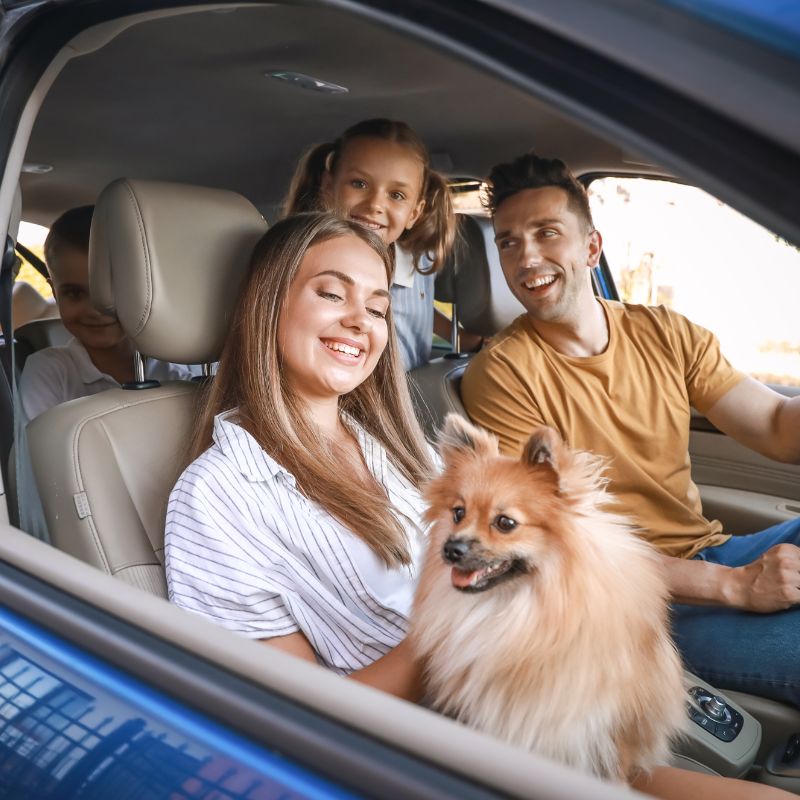 Autofahren mit dem Hund - Tipps und Checkliste - WaldiBello