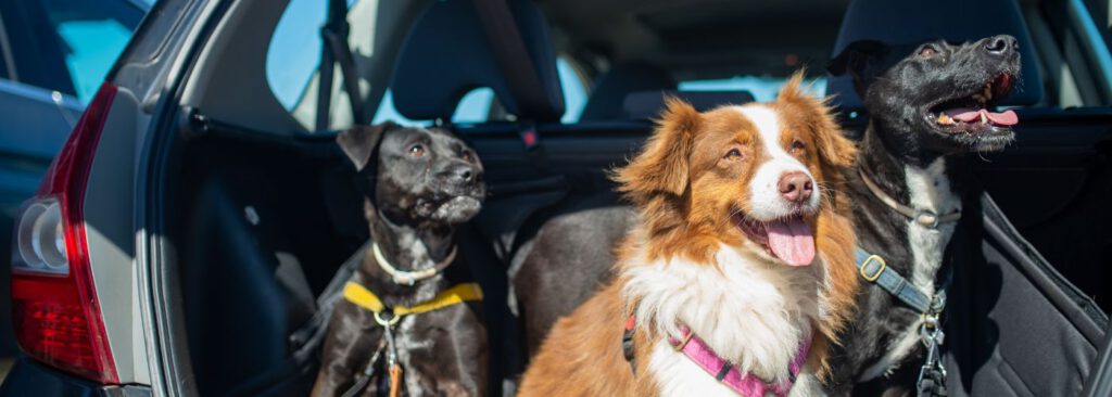 Autofahren mit dem Hund - Tipps und Checkliste - WaldiBello