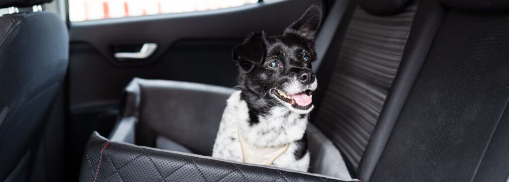 Autofahren mit dem Hund - Tipps und Checkliste - WaldiBello