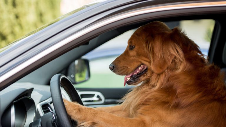 Autofahren mit dem Hund - Tipps und Checkliste - WaldiBello