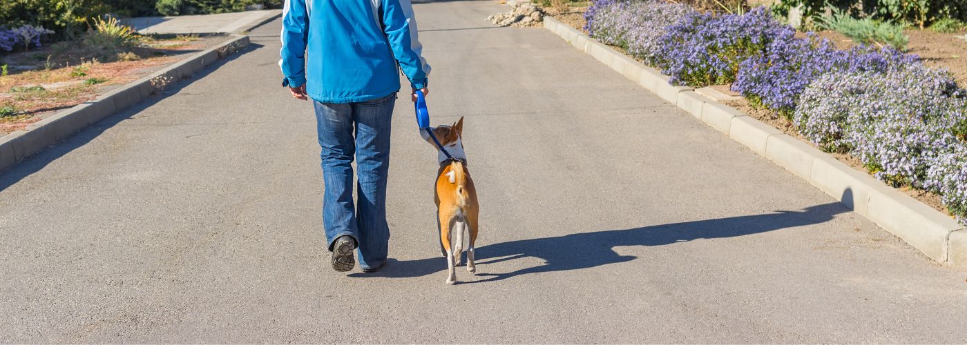 Basenji - Steckbrief, Herkunft, Haltung und Pflege - WaldiBello - Hunderassen