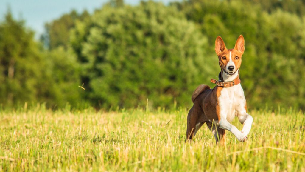 Basenji - Steckbrief, Herkunft, Haltung und Pflege - WaldiBello - Hunderassen