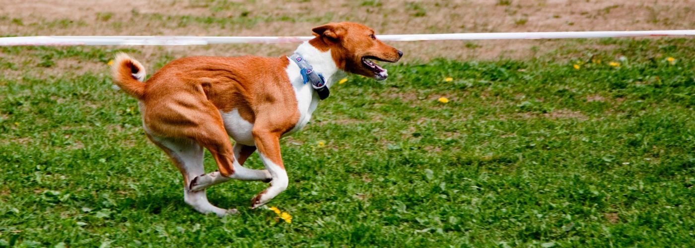 Basenji - Steckbrief, Herkunft, Haltung und Pflege - WaldiBello - Hunderassen