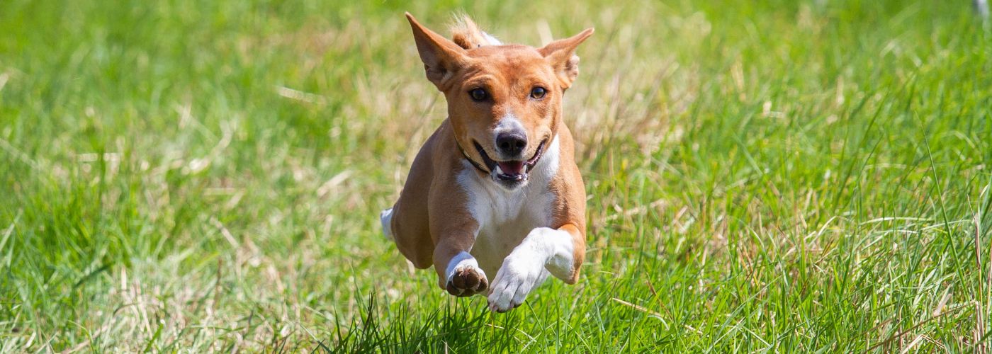 Basenji - Steckbrief, Herkunft, Haltung und Pflege - WaldiBello - Hunderassen