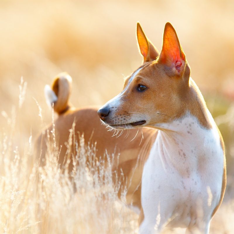 Basenji - Steckbrief, Herkunft, Haltung und Pflege - WaldiBello - Hunderassen