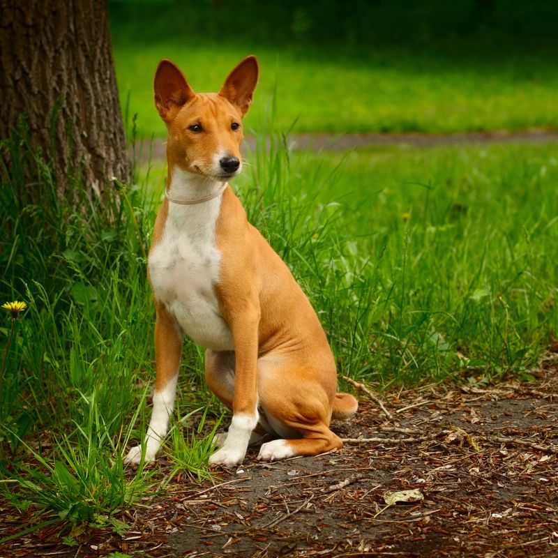 Basenji - Steckbrief, Herkunft, Haltung und Pflege - WaldiBello - Hunderassen