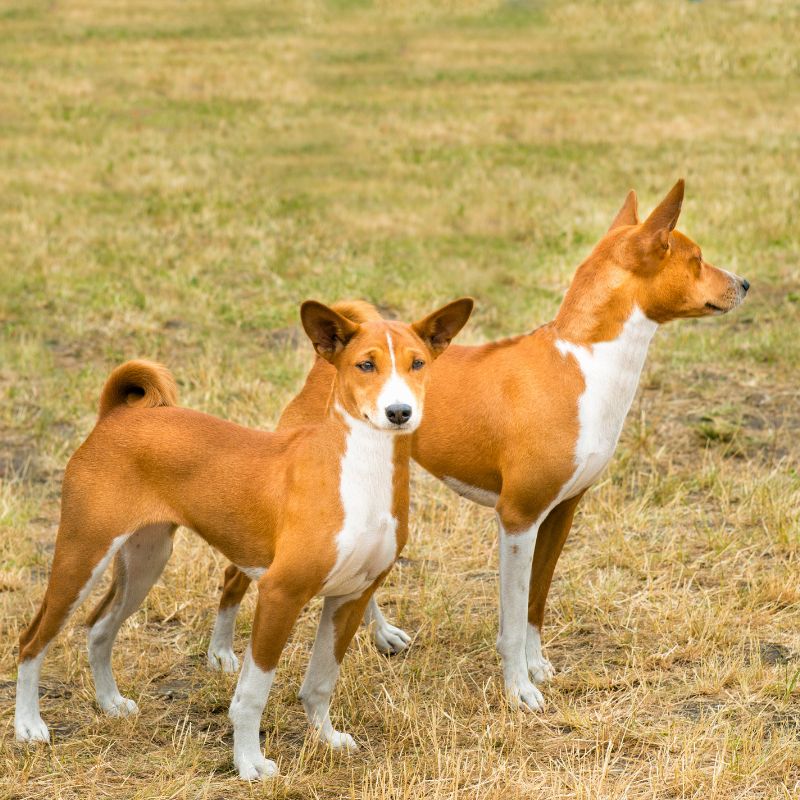 Basenji - Steckbrief, Herkunft, Haltung und Pflege - WaldiBello - Hunderassen