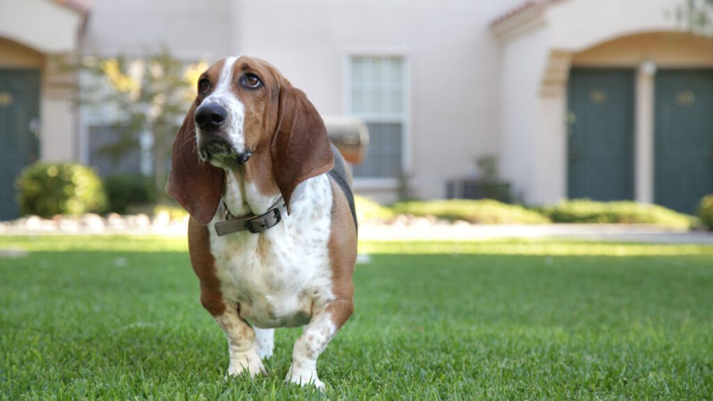 Basset Hound - Steckbrief, Herkunft, Haltung und Pflege - WaldiBello - Hunderassen