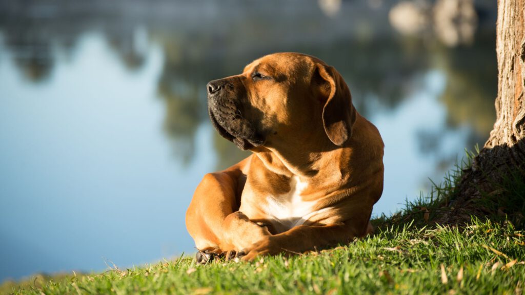 Boerboel - Steckbrief, Herkunft, Haltung und Pflege - WaldiBello - Hunderassen