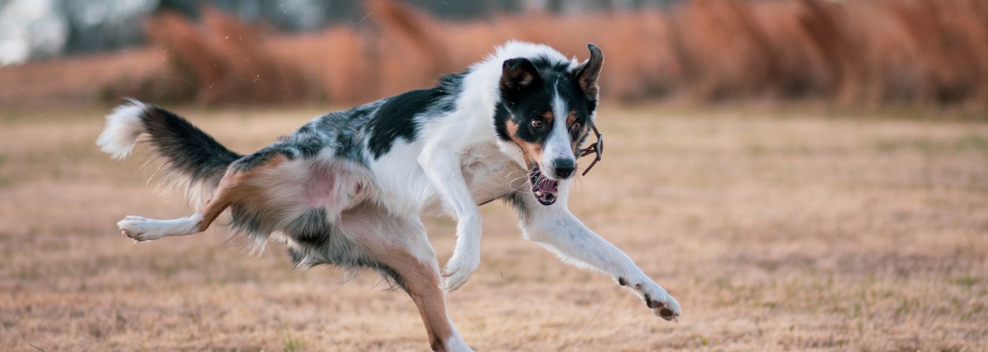 Border Collie - Steckbrief und Pflege - WaldiBello