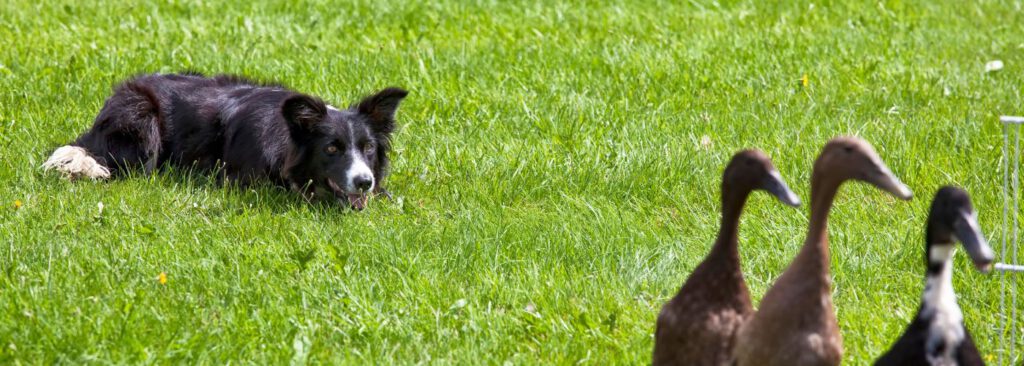 Border Collie - Steckbrief, Charakter, Gewicht Und Pflege