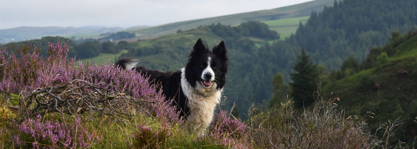 Border Collie - Steckbrief und Pflege - WaldiBello